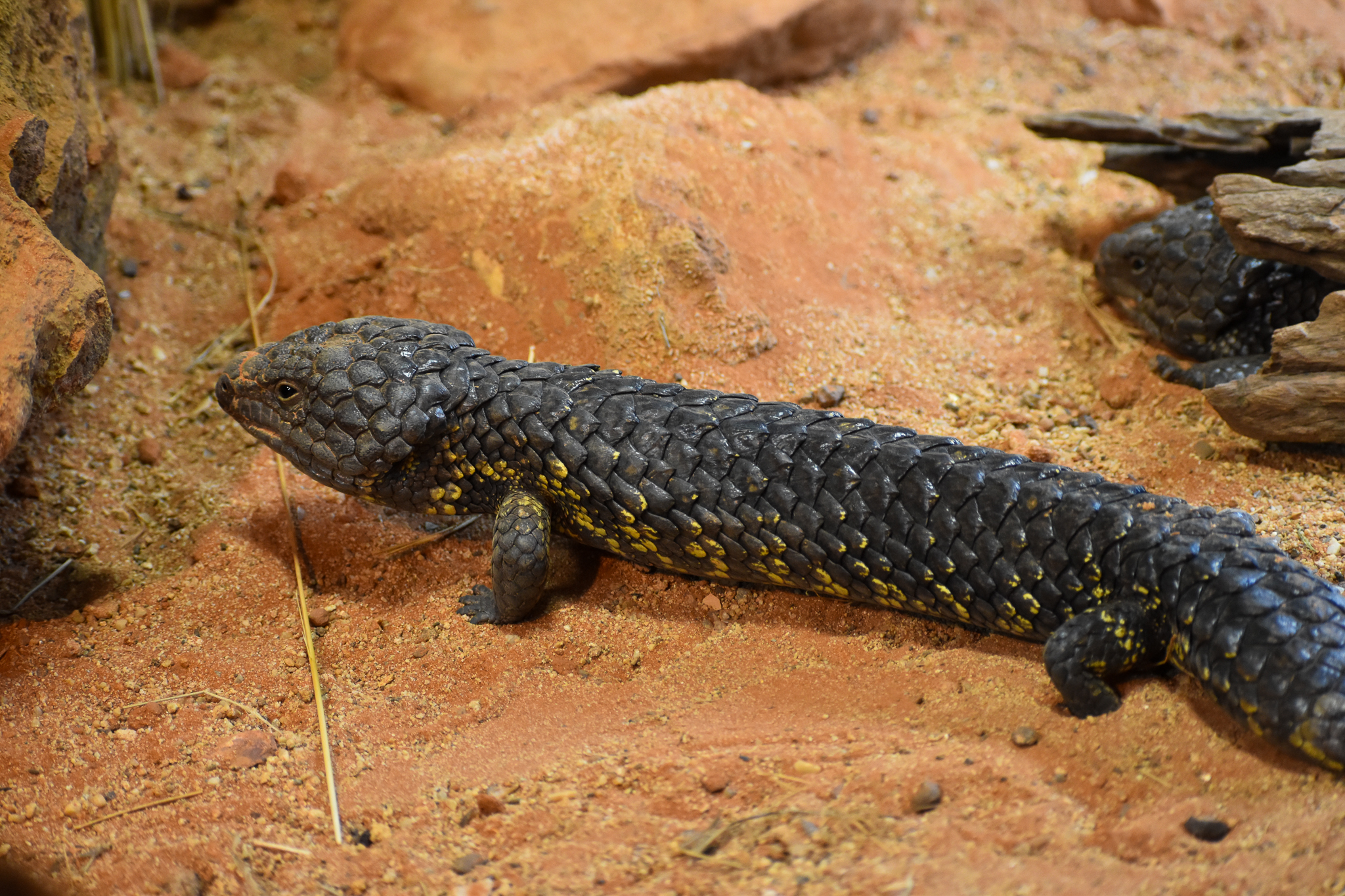Shingleback
