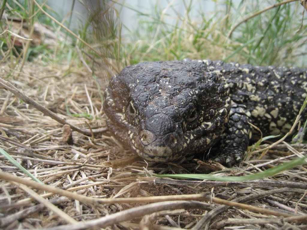 Shingleback