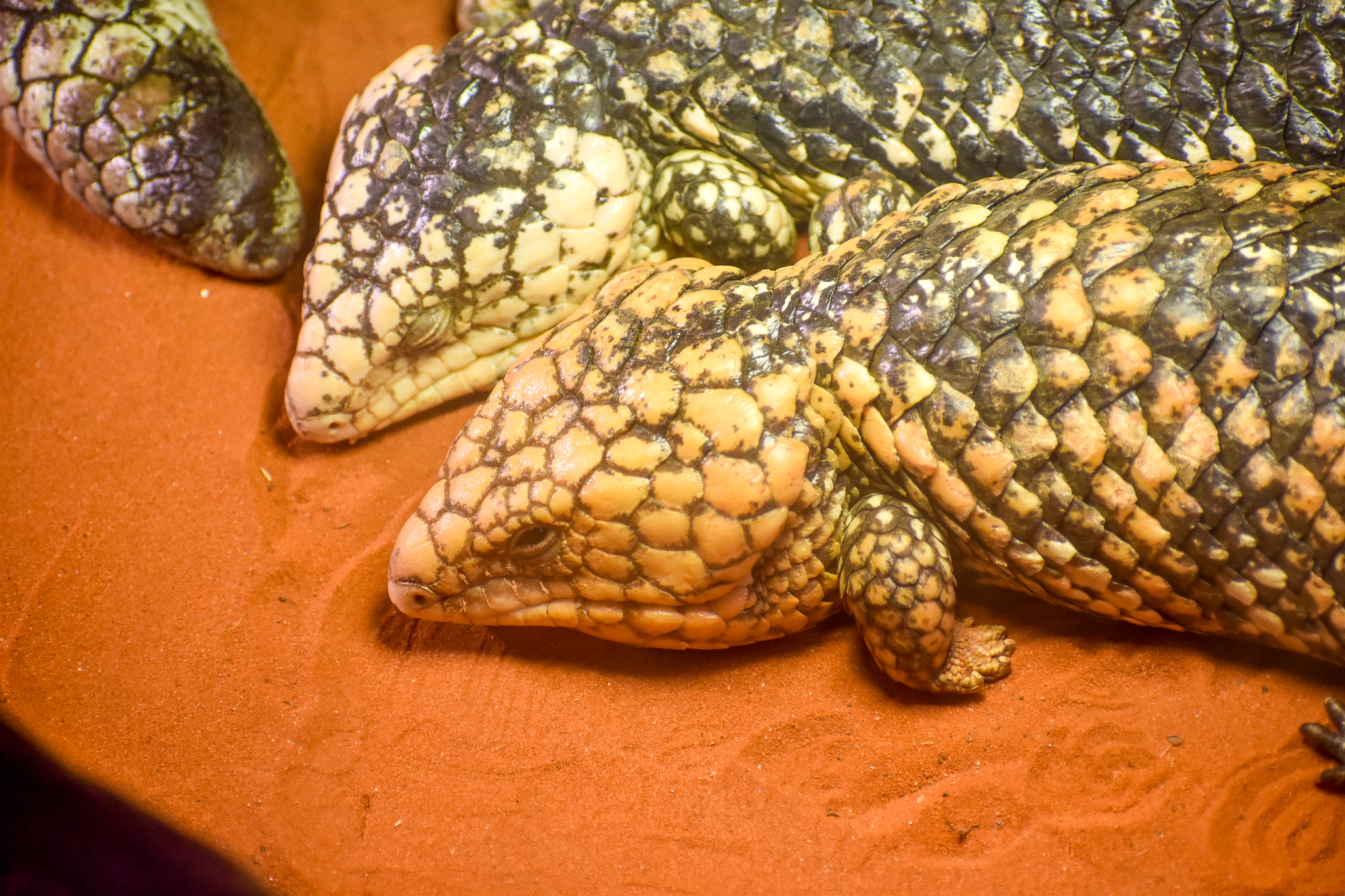 Shinglebacks