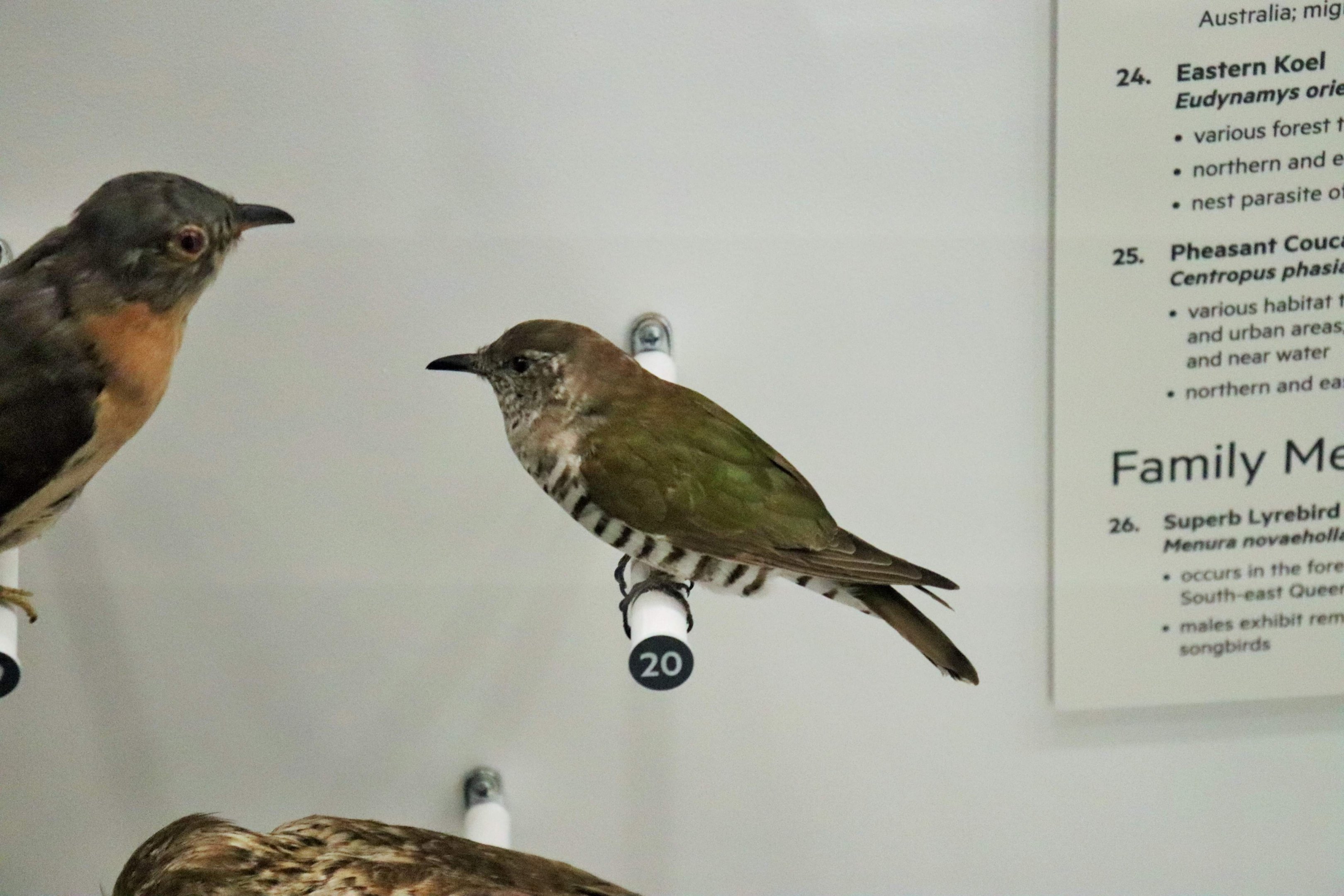 Shining Bronze-cuckoo (Chrysococcyx lucidus)