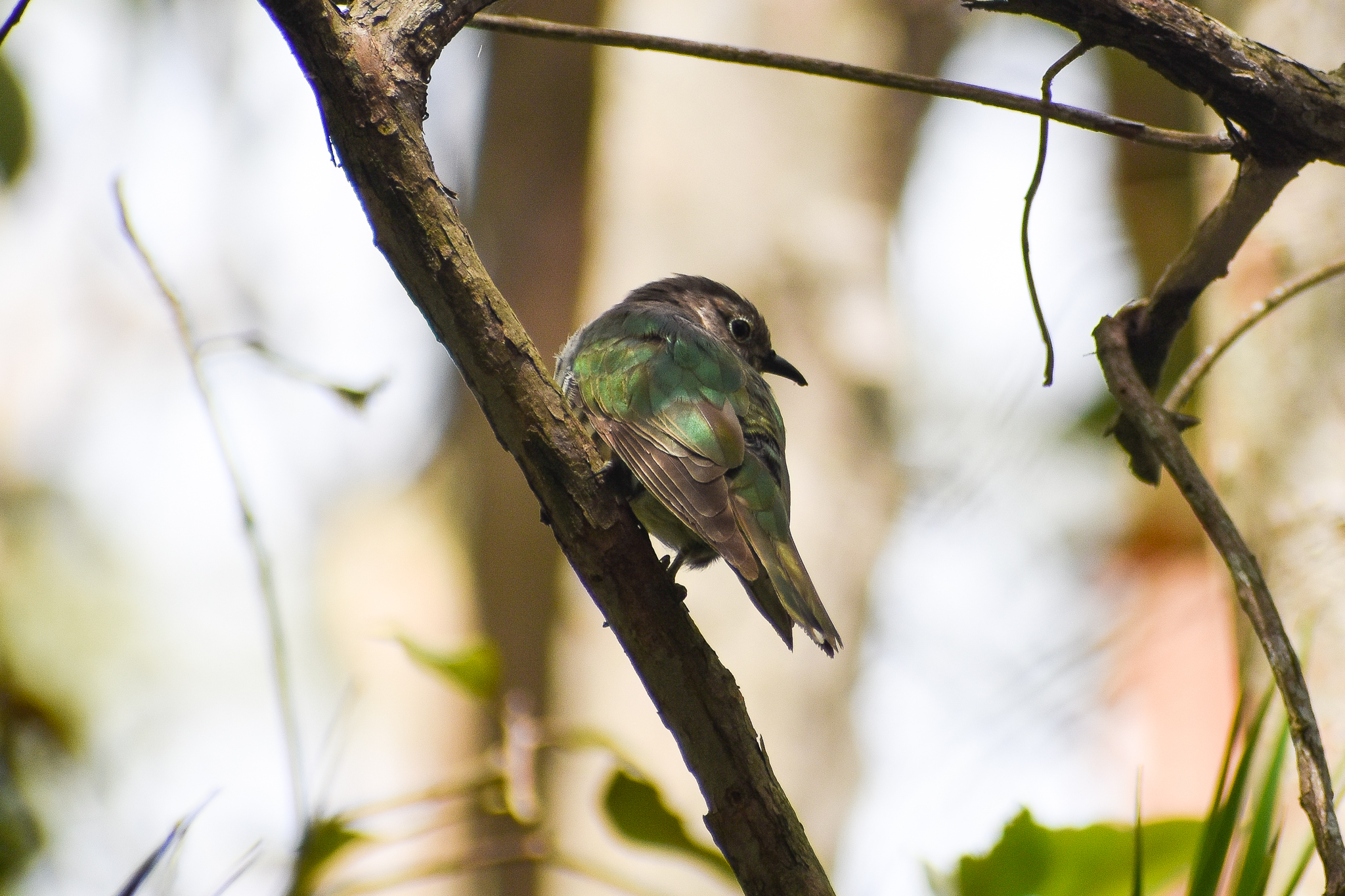 Shining Bronze-cuckoo (Chrysococcyx lucidus)