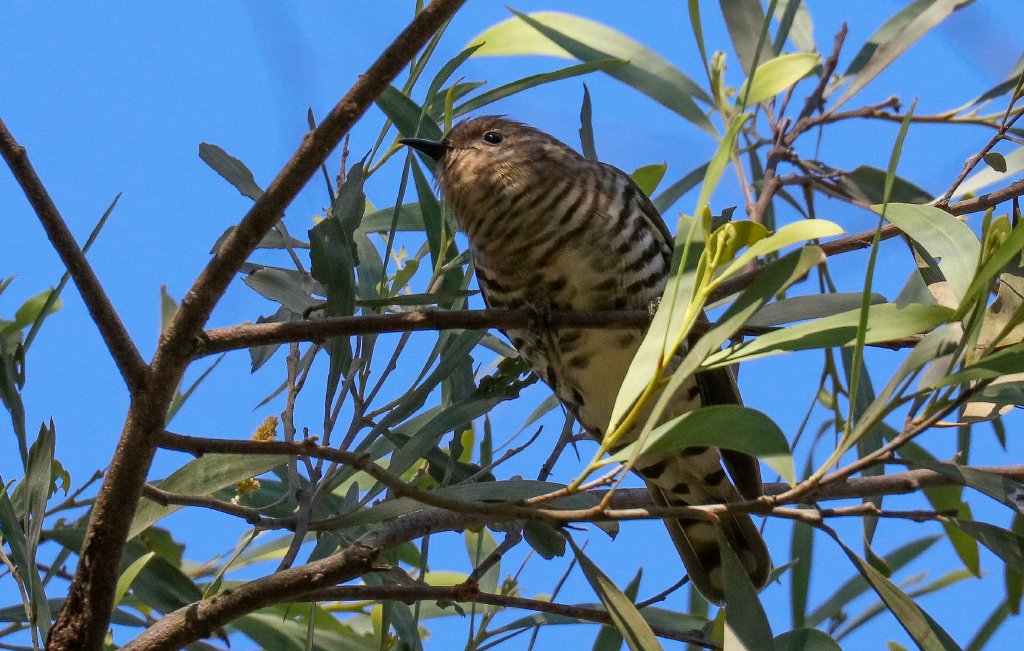 Shining Bronze-cuckoo