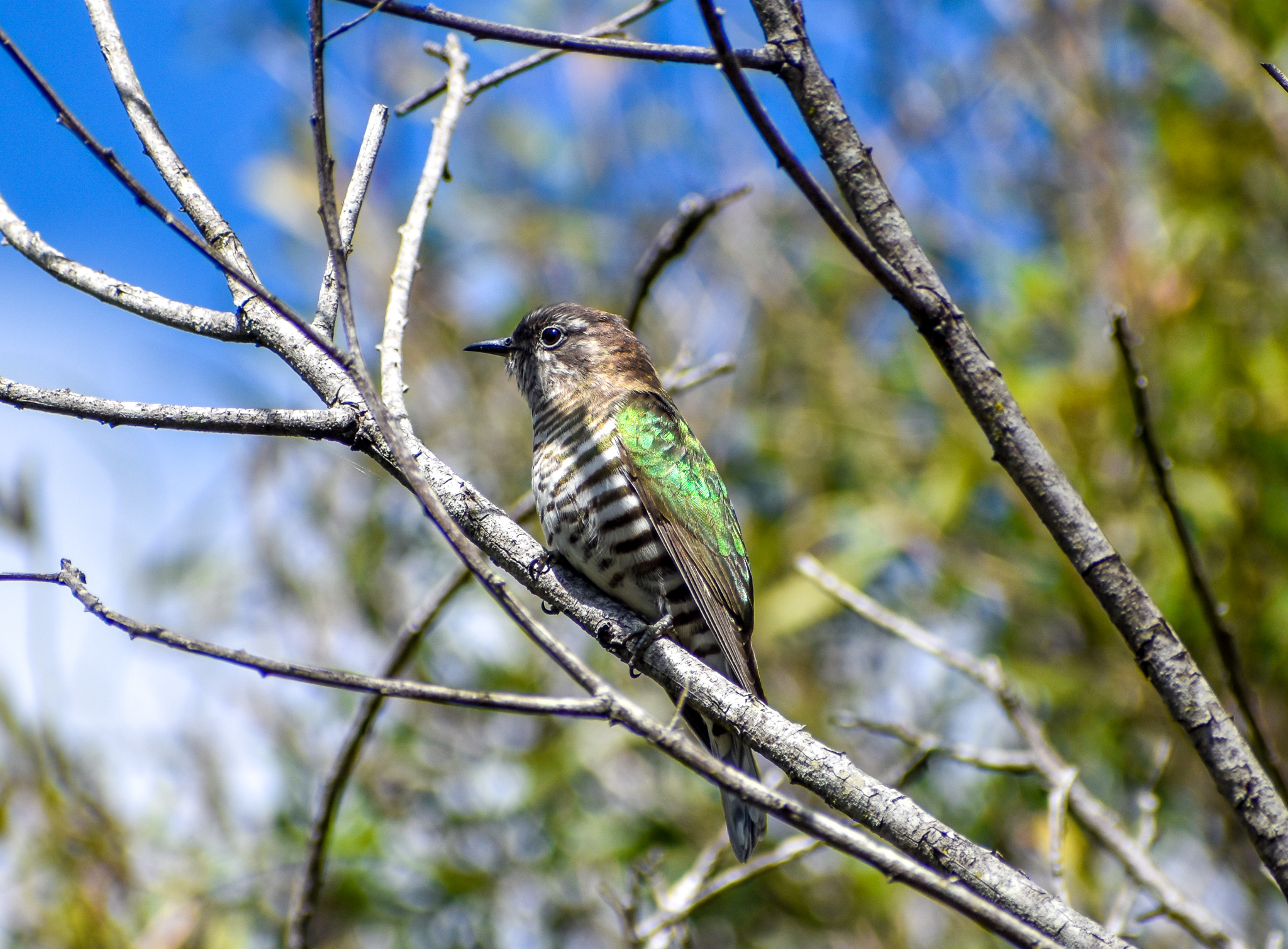 Shining Bronze-Cuckoo