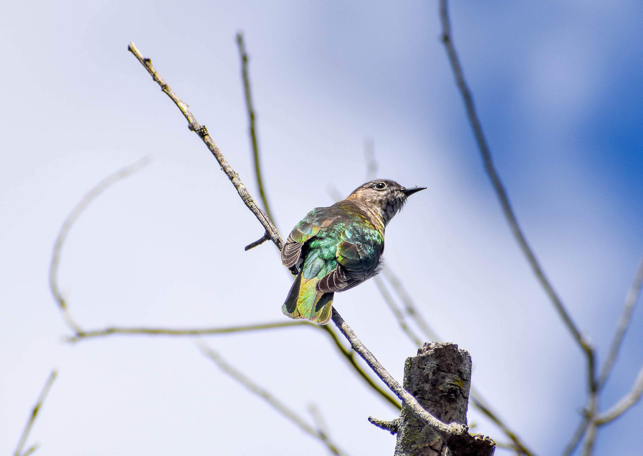 Shining Bronze-Cuckoo