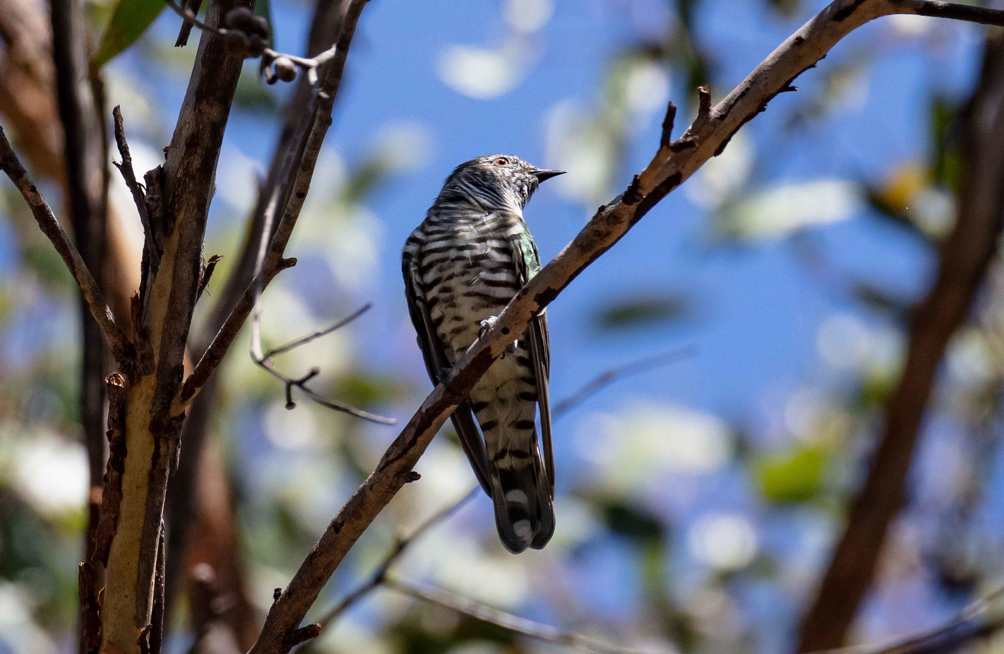 Shining Bronze Cuckoo