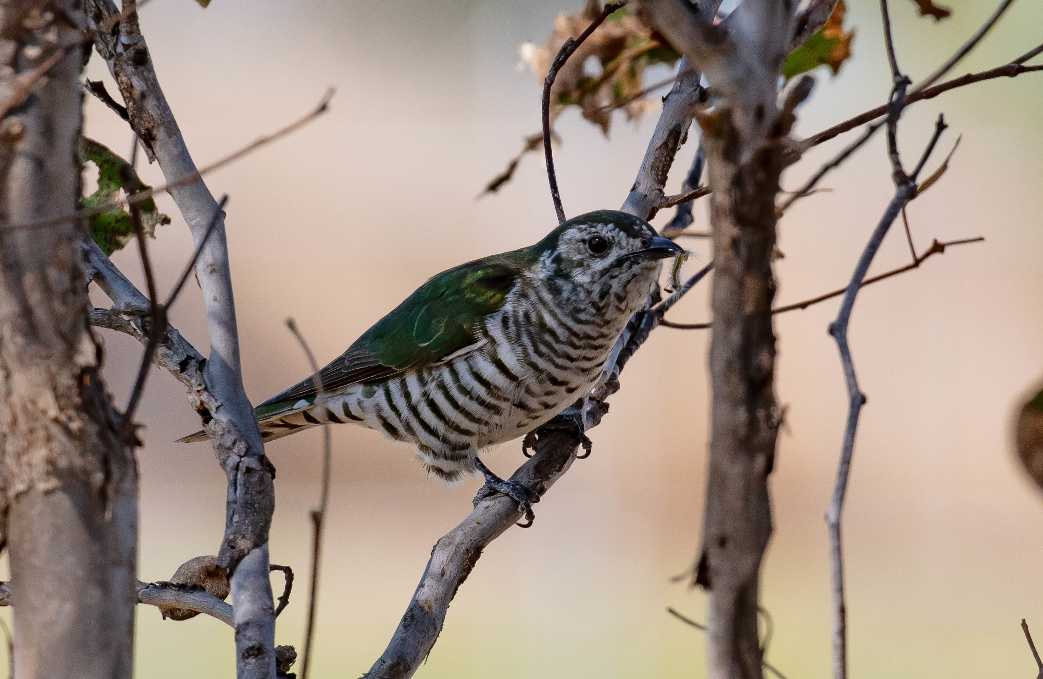 Shining Bronze Cuckoo