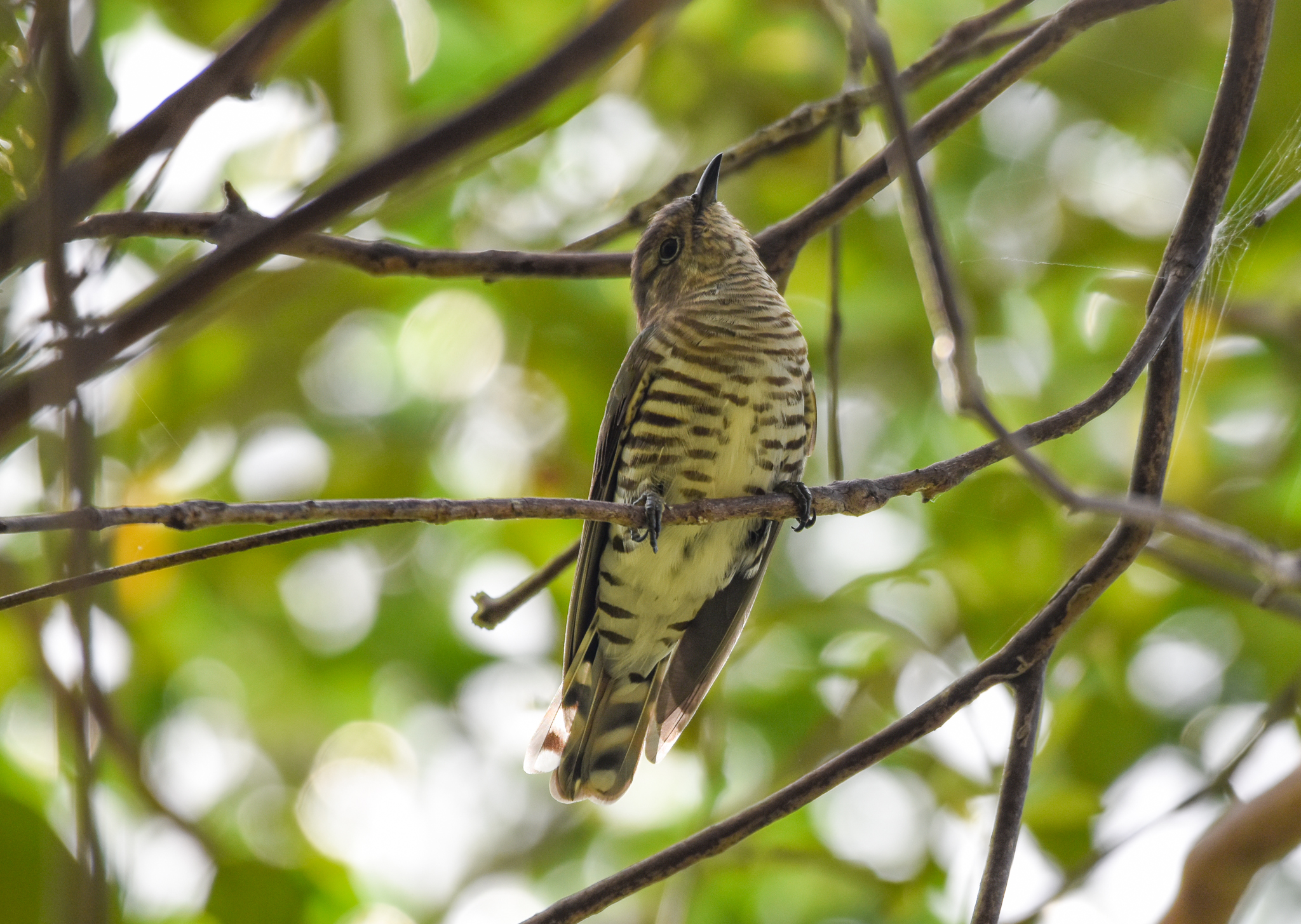 Shining Bronze-Cuckoo