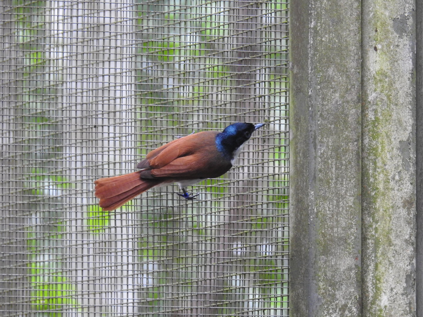Shining Flycatcher (female)