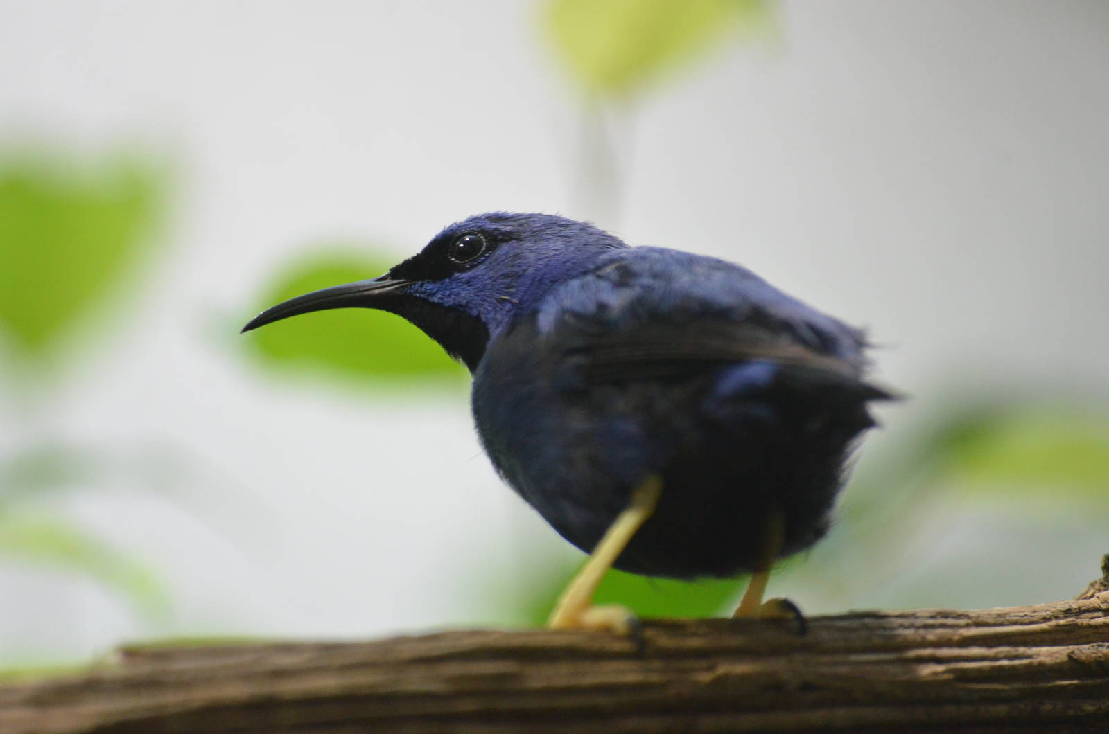 Shining Honeycreeper at Zurich Zoo, 12/09/16