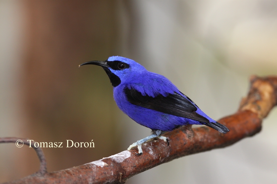 Shining Honeycreeper (Cyanerpes lucidus) male