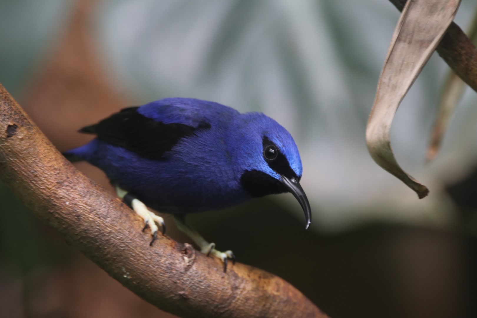 Shining honeycreeper