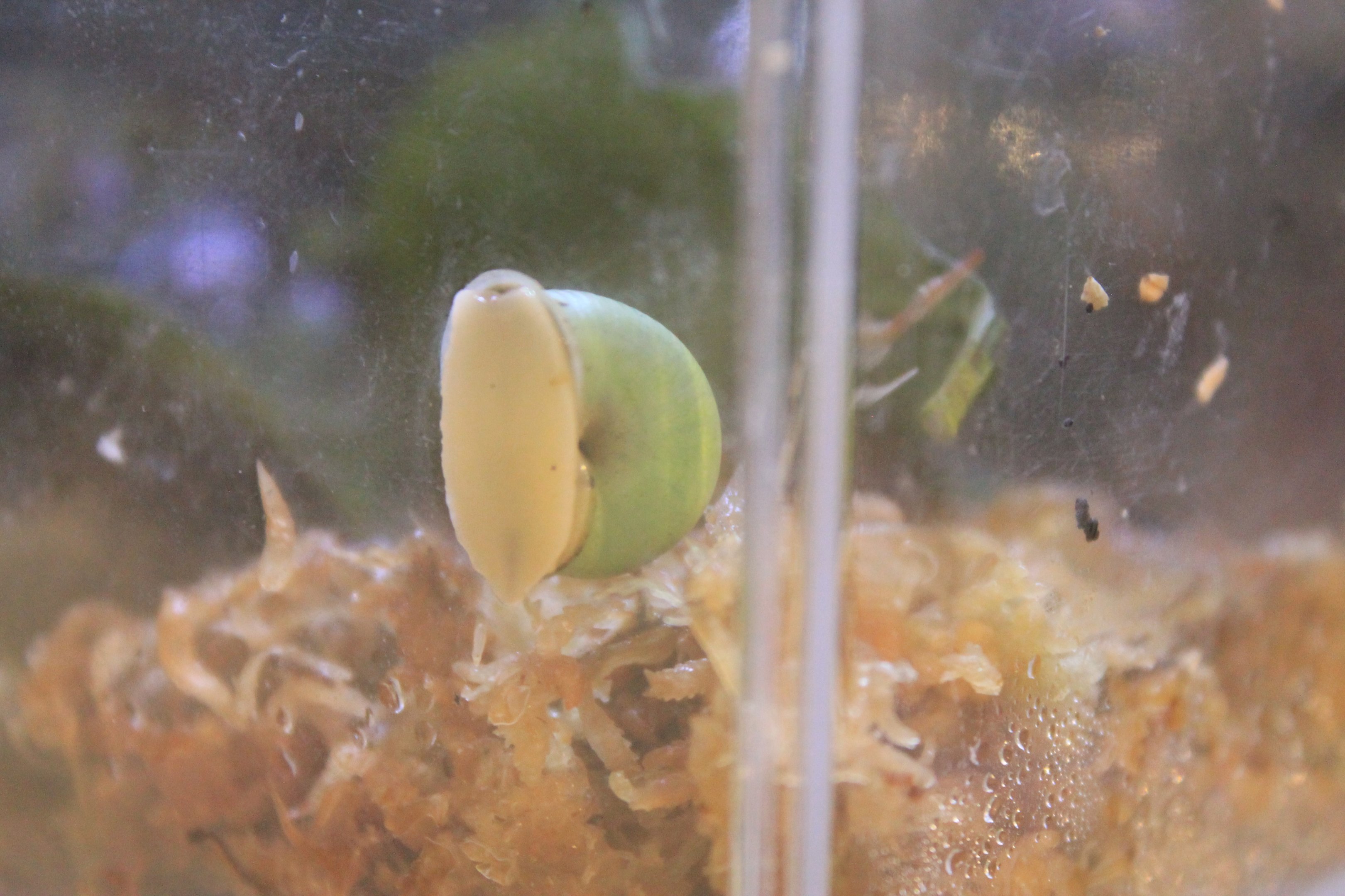 Shining Snail (Leptopoma nitidum)