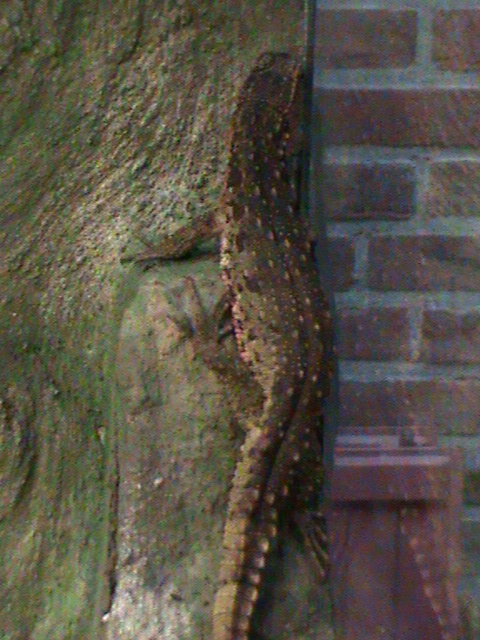 Shinisaurus crocodilurus 061110