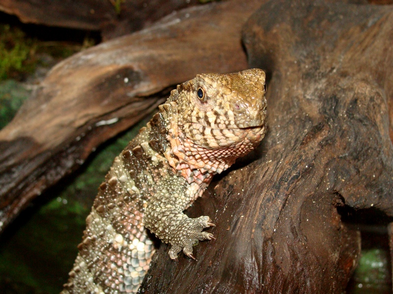 Shinisaurus crocodilurus