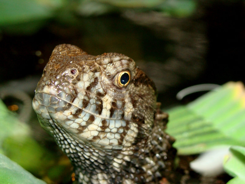 Shinisaurus crocodilurus