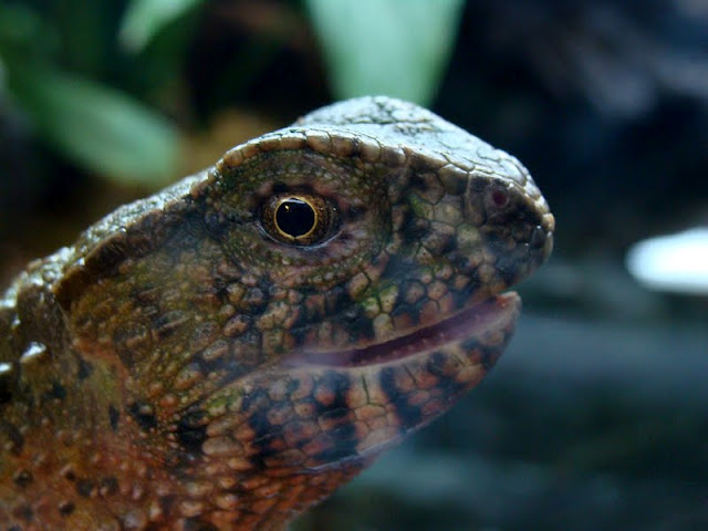 Shinisaurus crocodilurus