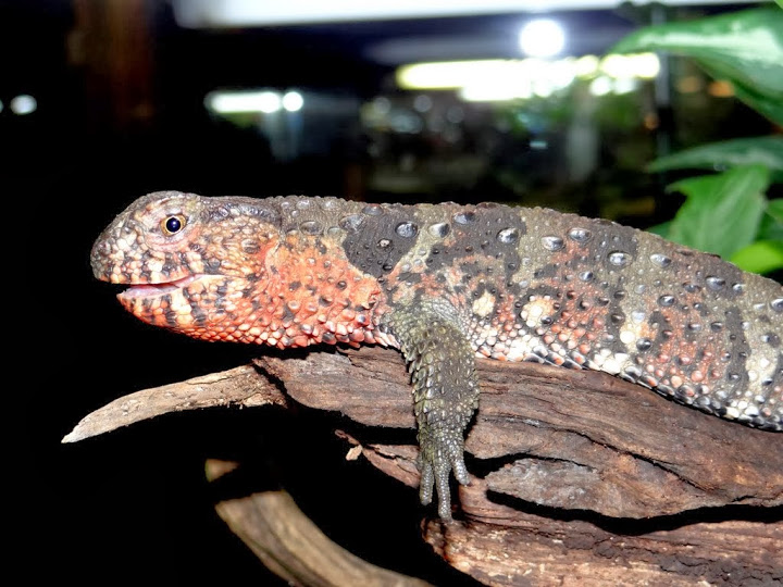 Shinisaurus crocodilurus