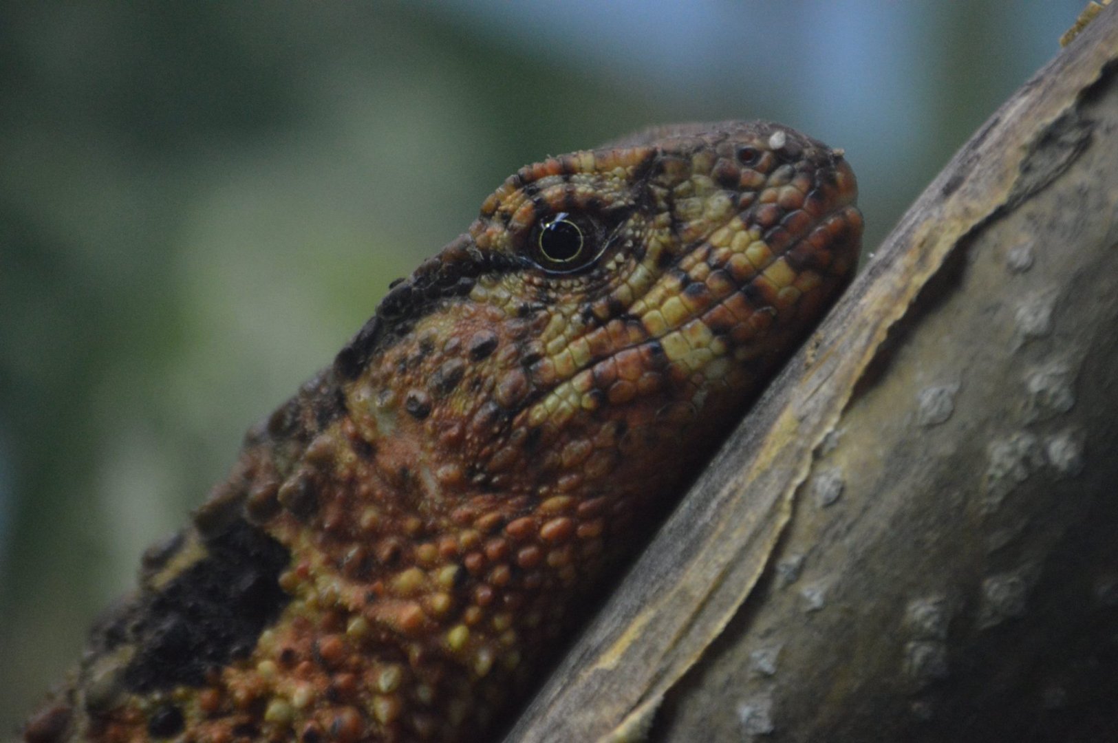 Shinisaurus crocodilurus