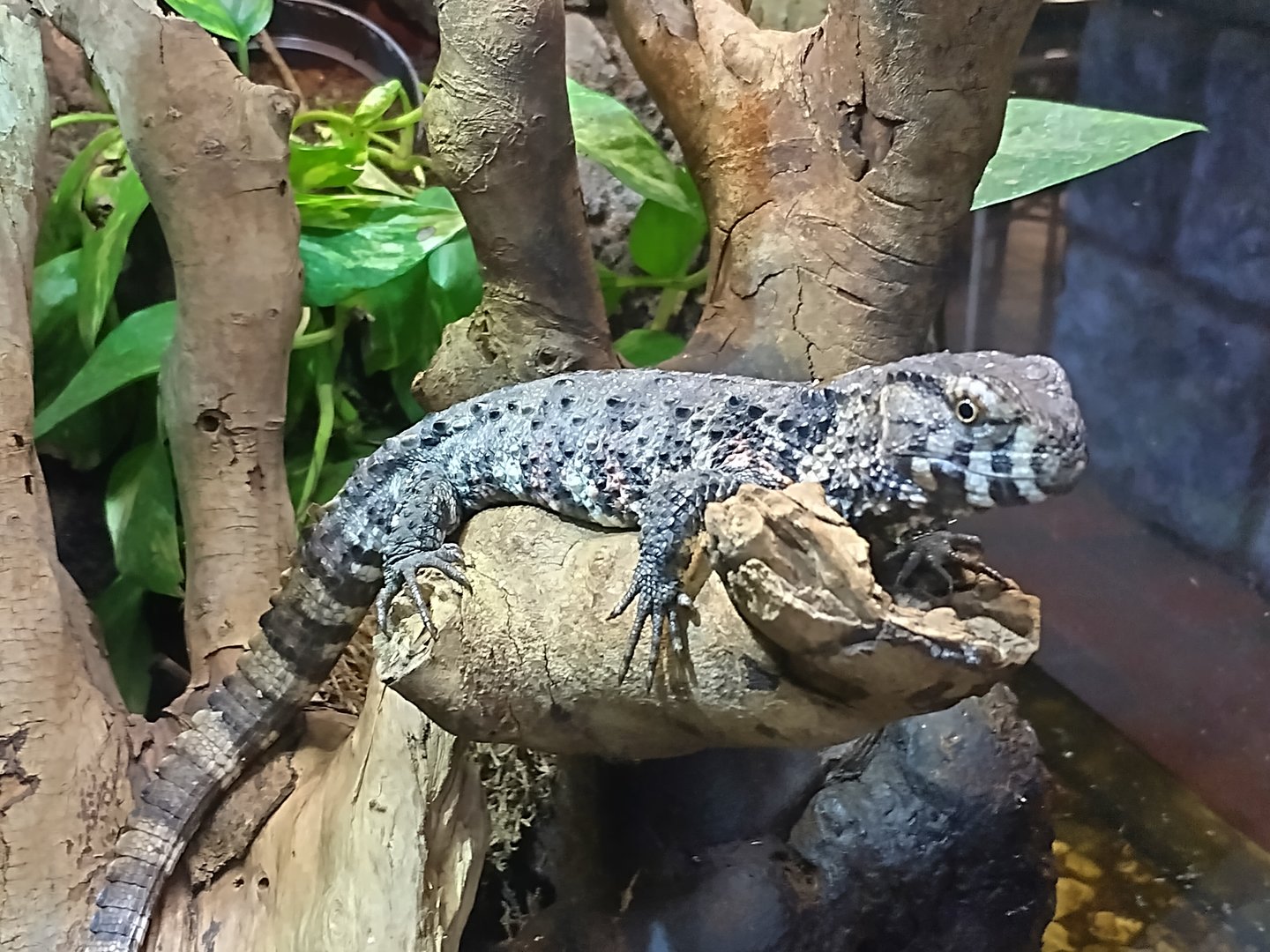 Shinisaurus crocodilurus