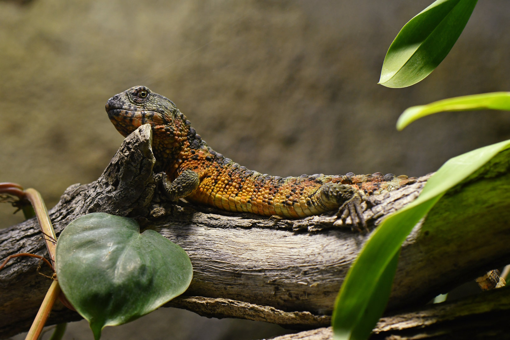 Shinisaurus crocodilurus