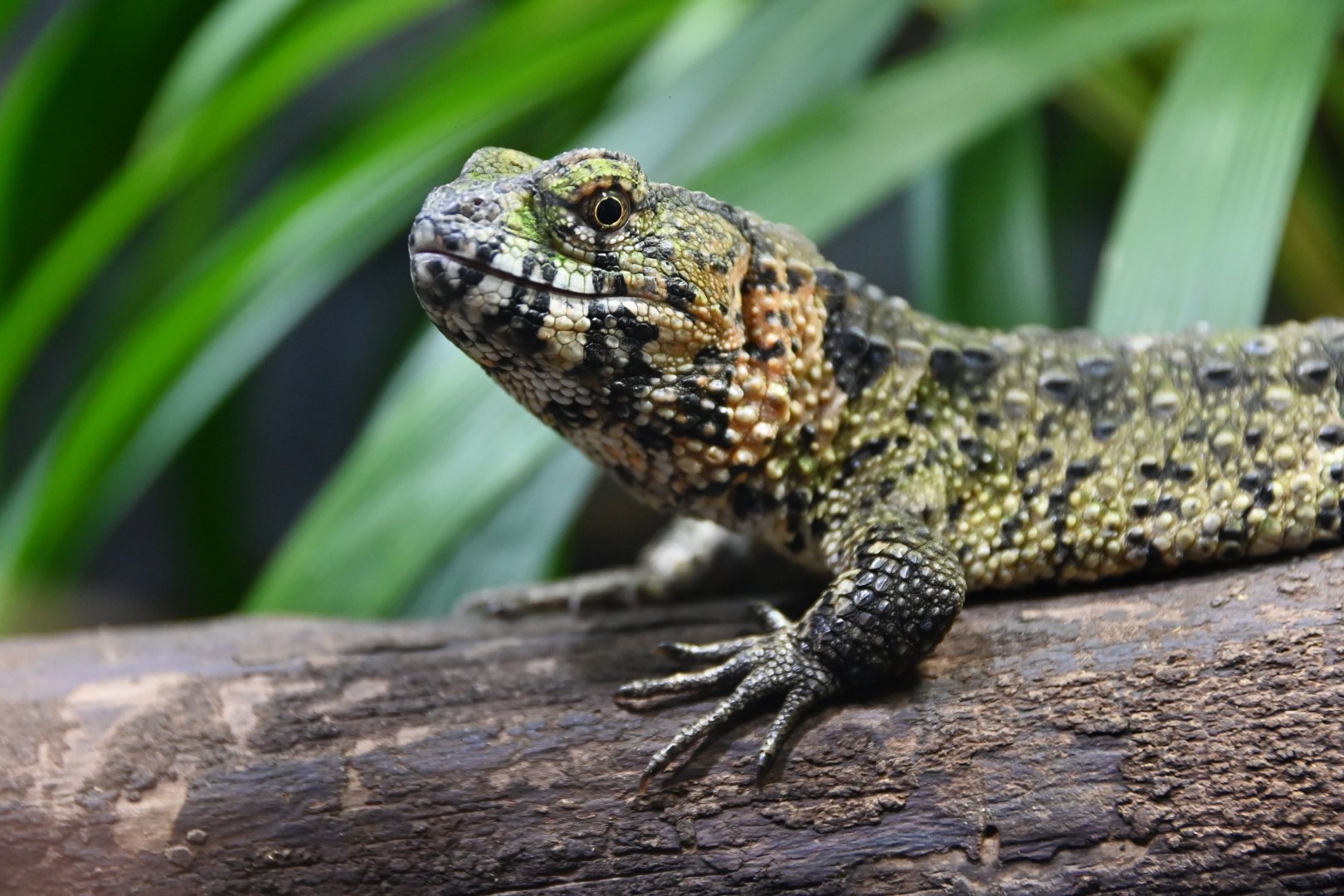 Shinisaurus crocodilurus