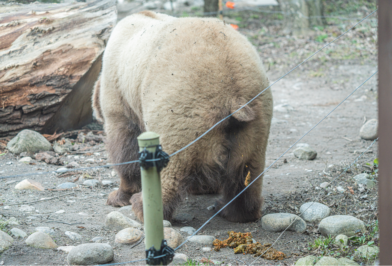 Shintay the female Grizzly Bear pooping