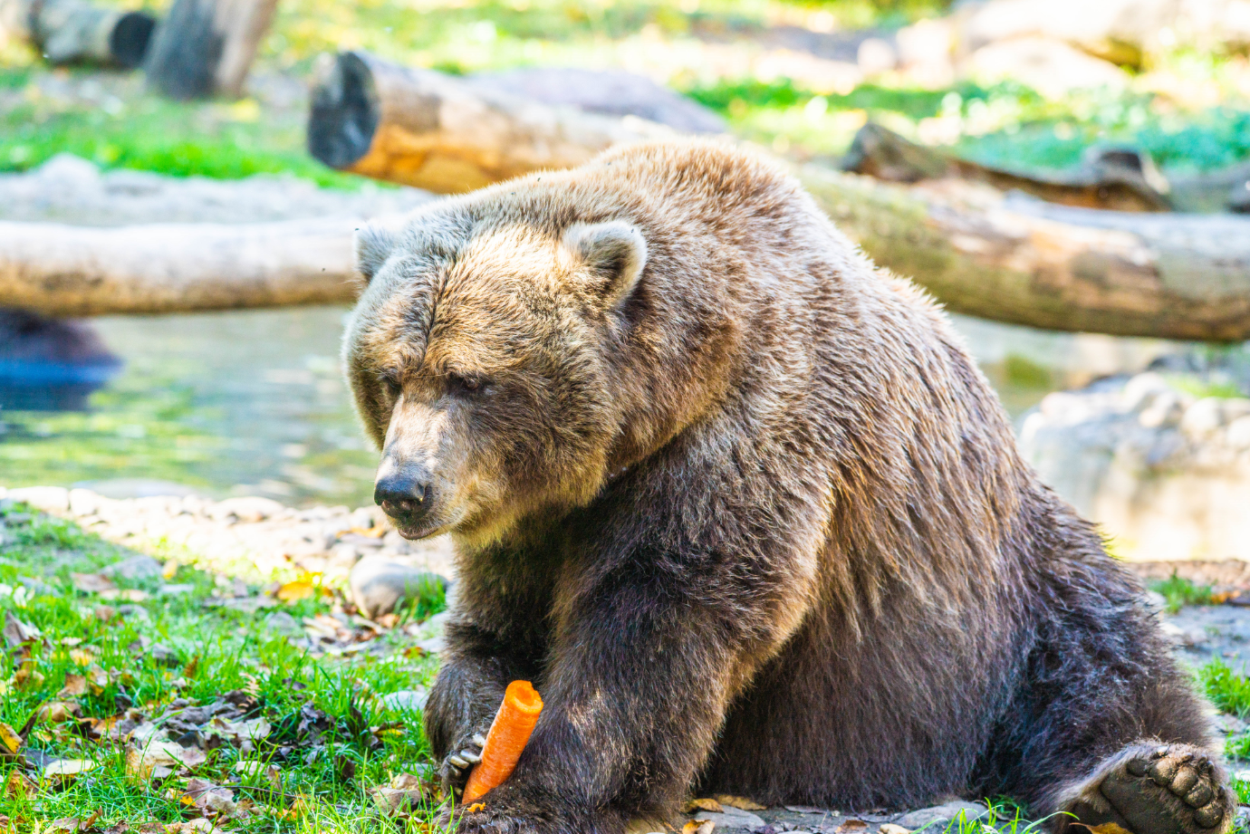 Shintay the female Grizzly Bear
