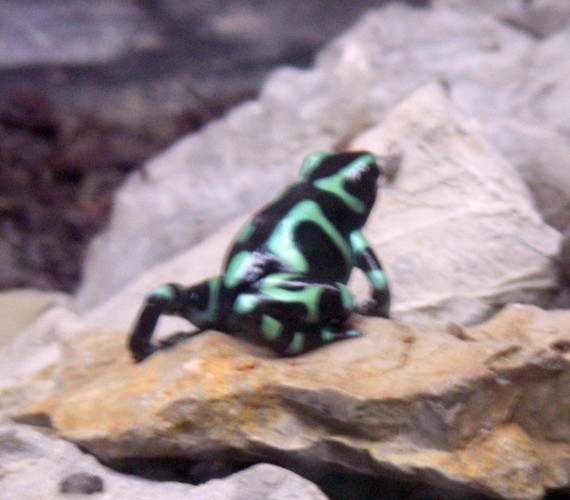 Shiny blue arrow frog (Dendrobates auratus)