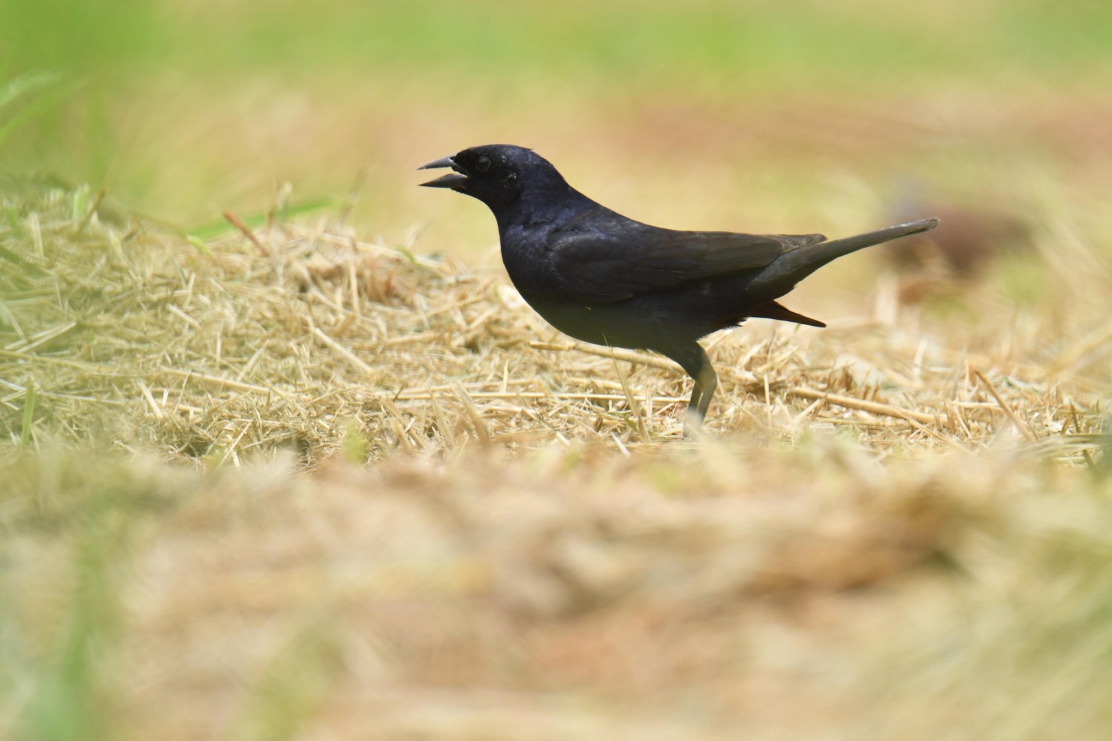 Shiny Cowbird (Molothrus bonariensis)