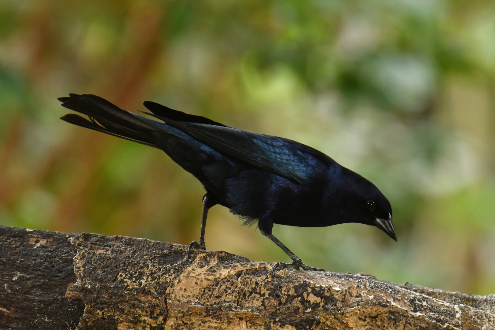 Shiny Cowbird (Molothrus bonariensis)