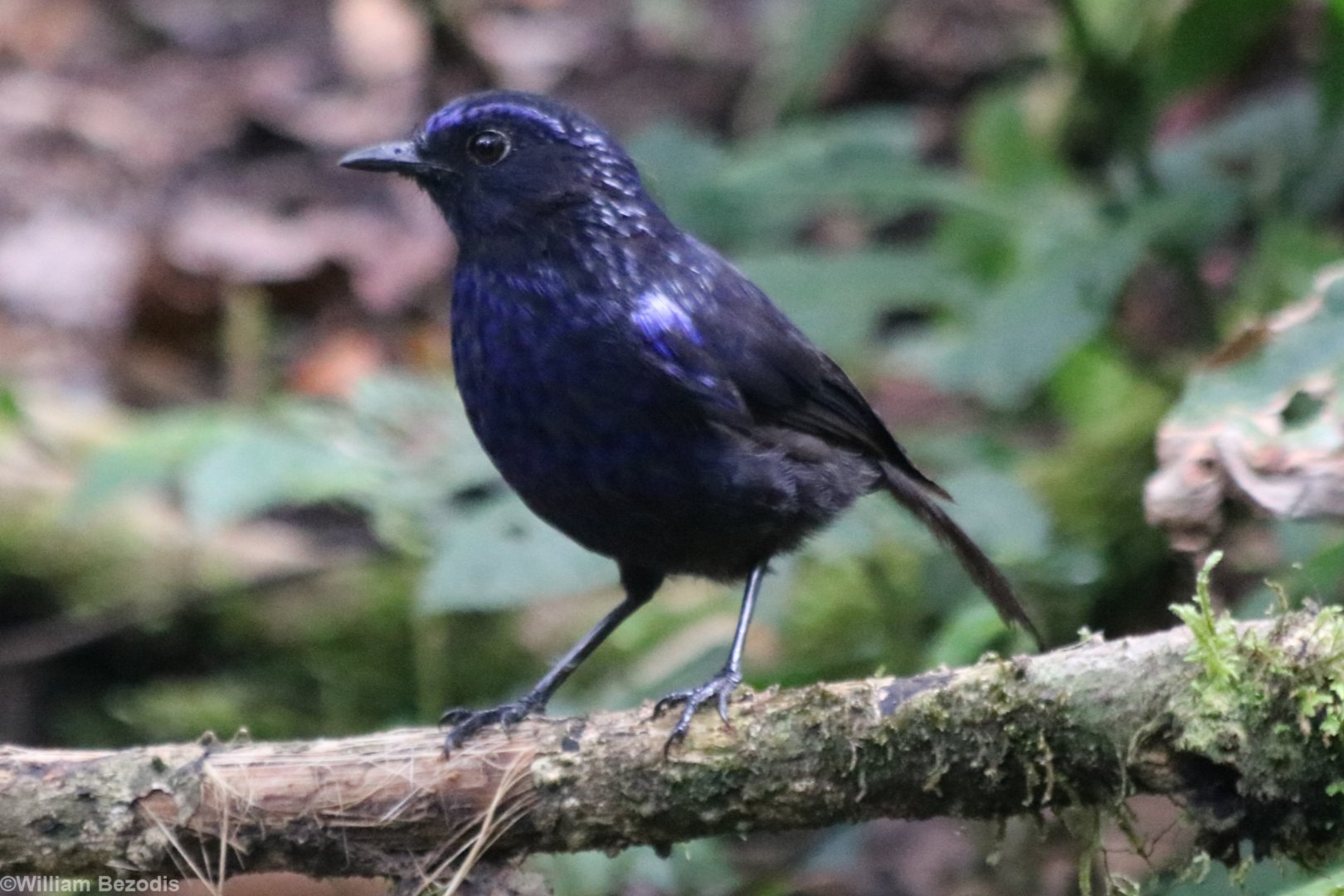 Shiny Whistling Thrush