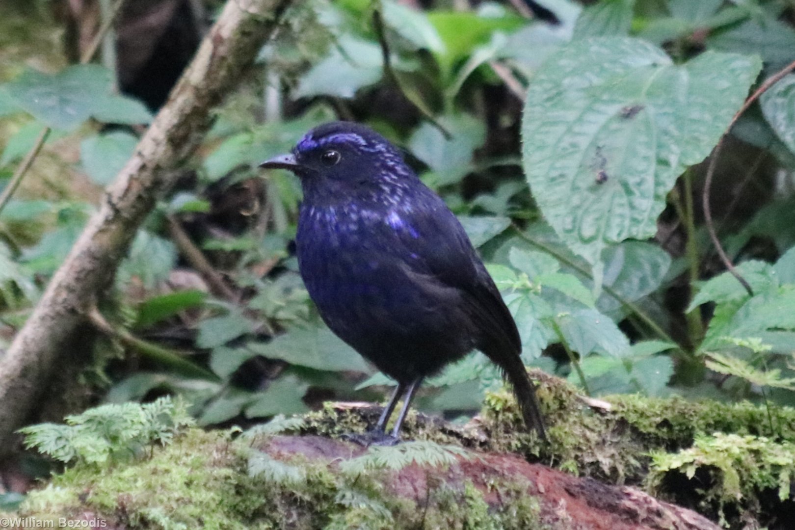 Shiny Whistling Thrush