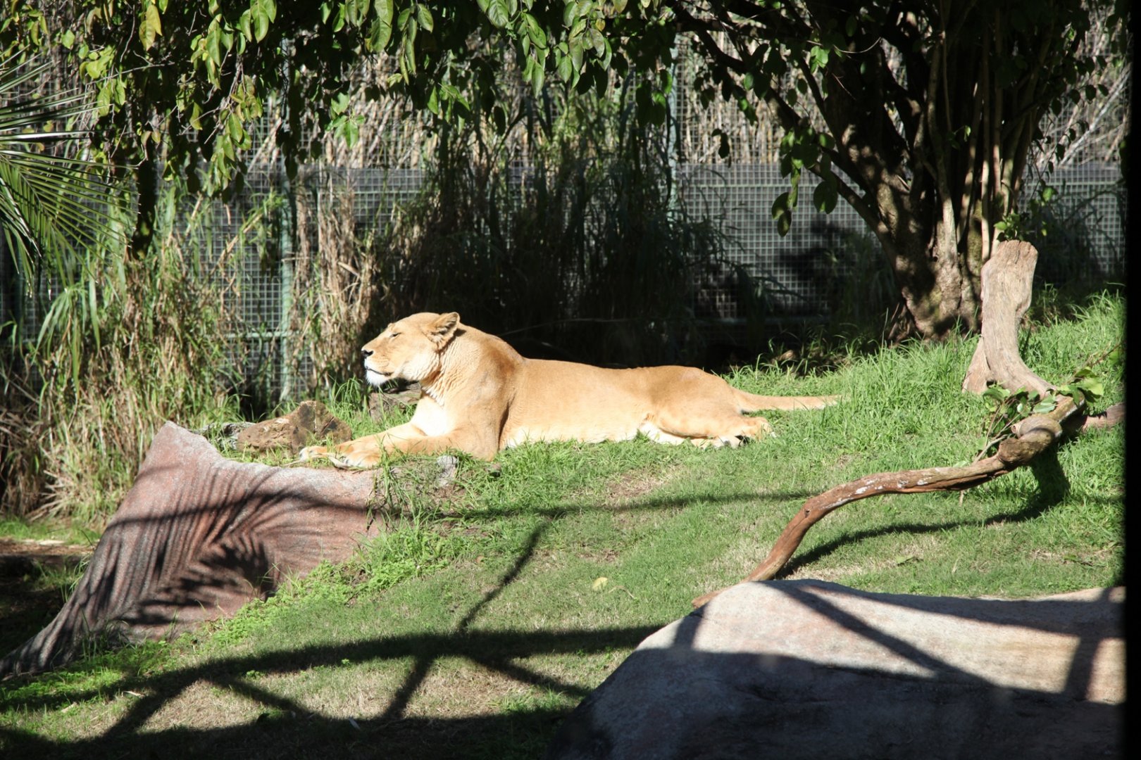 Shinyanga, African Lion