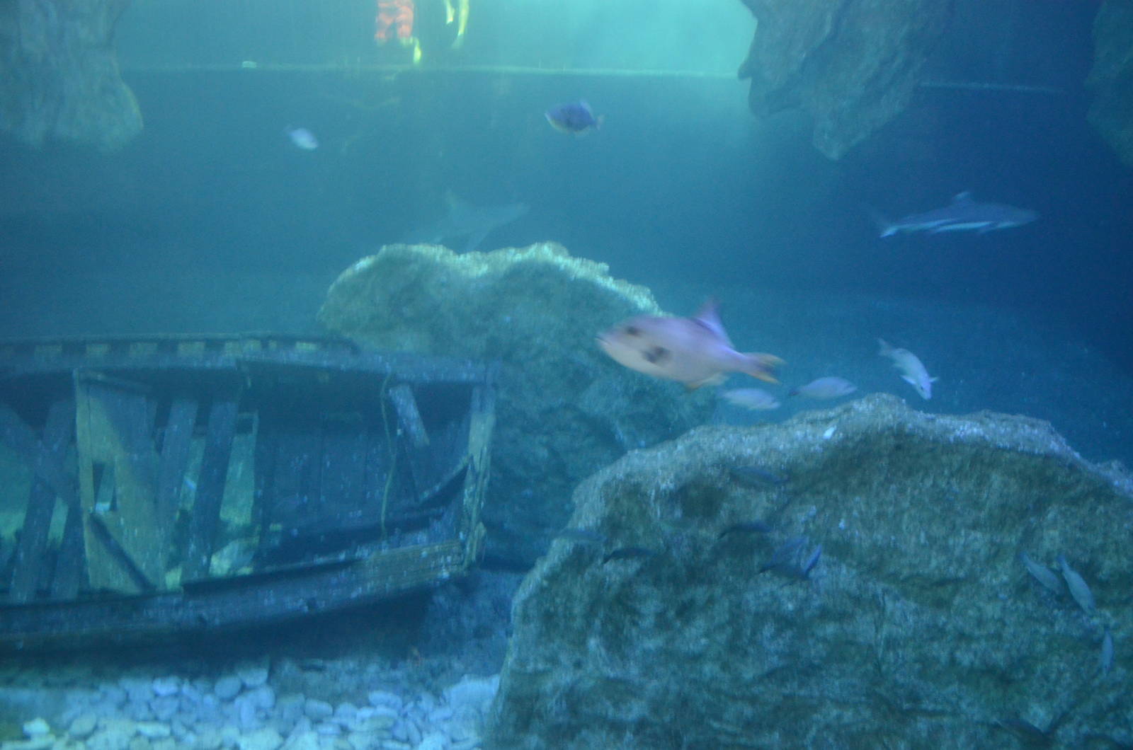 Shipwreck aquarium