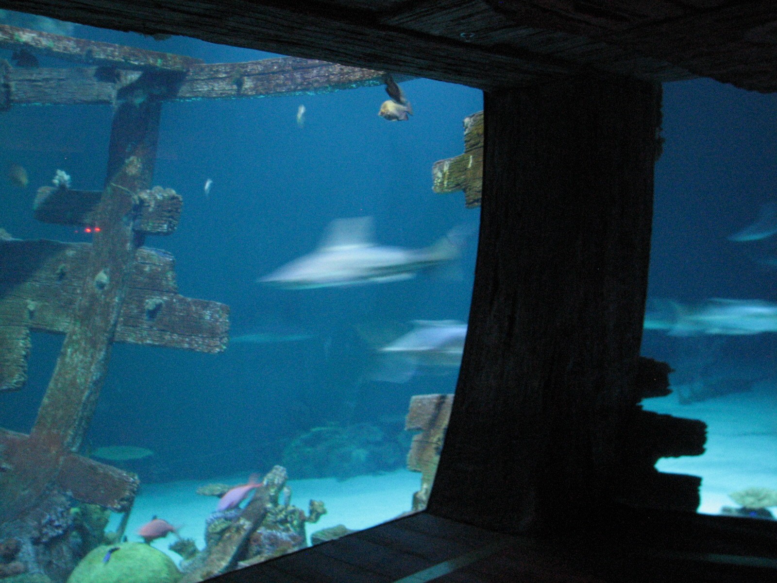 Shipwreck - Bow View