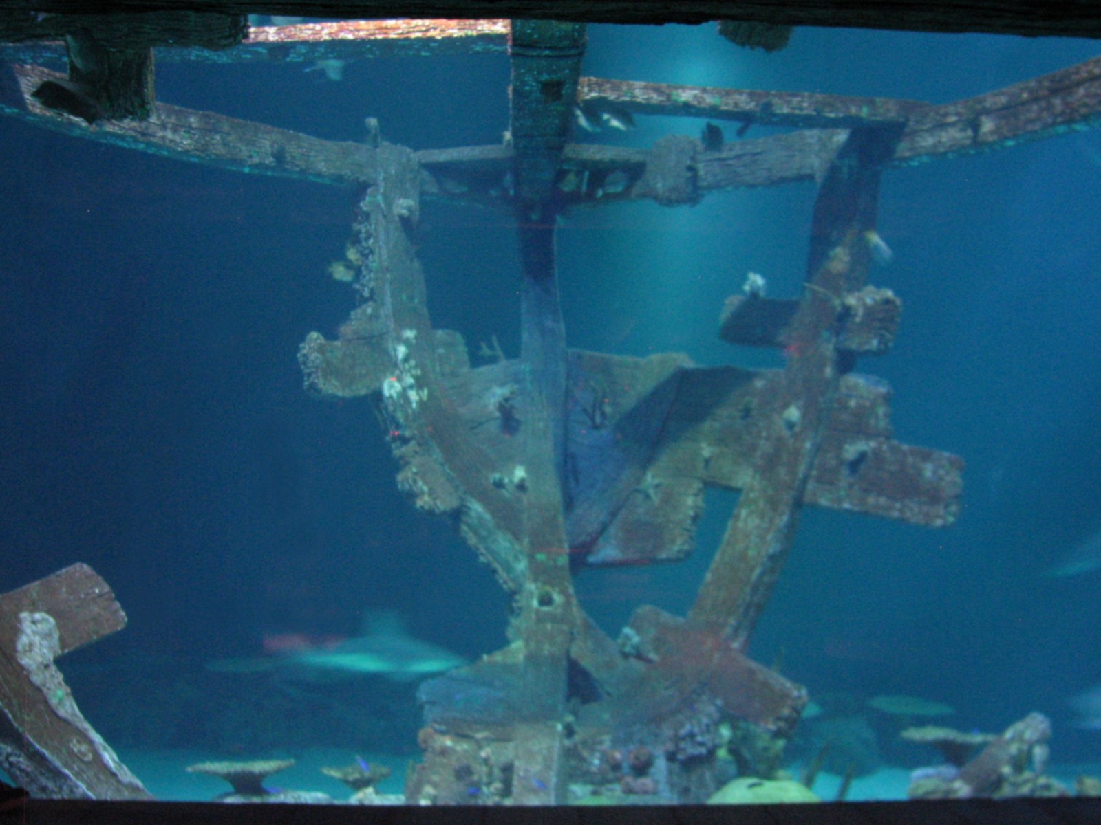 Shipwreck - Bow Viewing Window