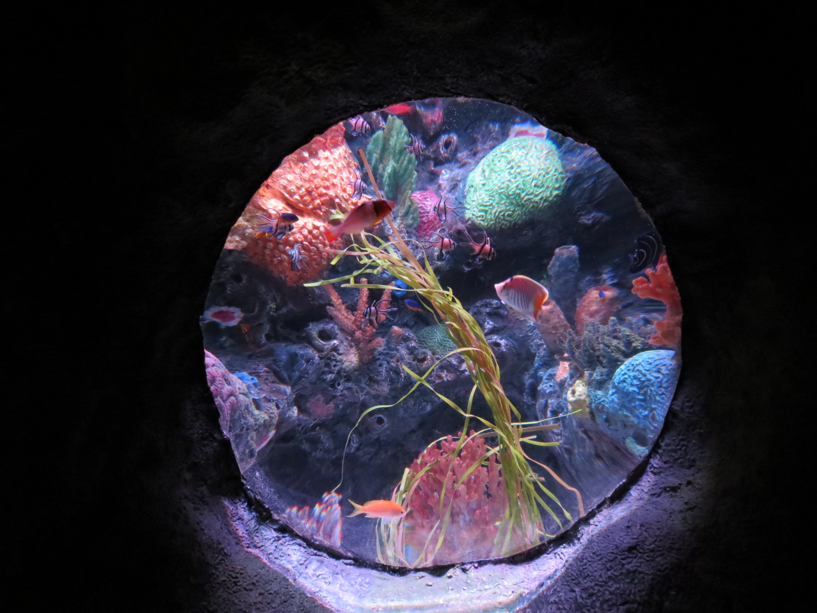 Shipwreck - Bubble Tank