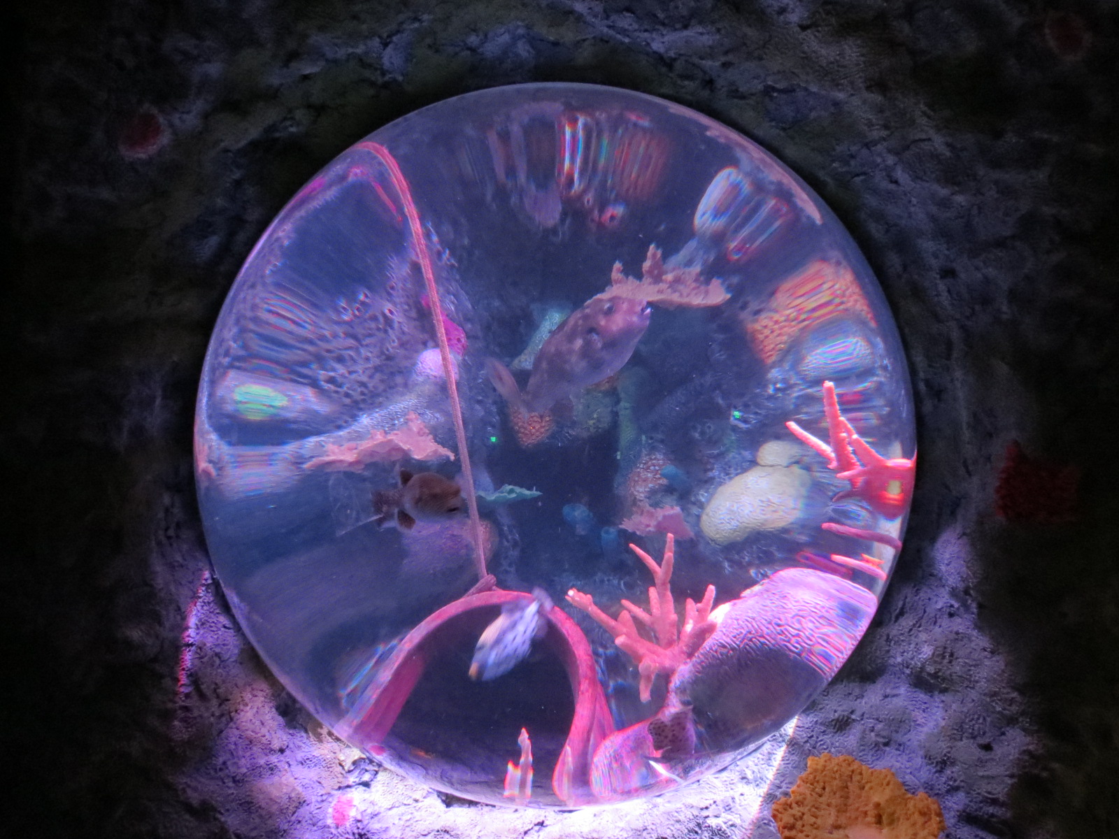 Shipwreck - Bubble Tank