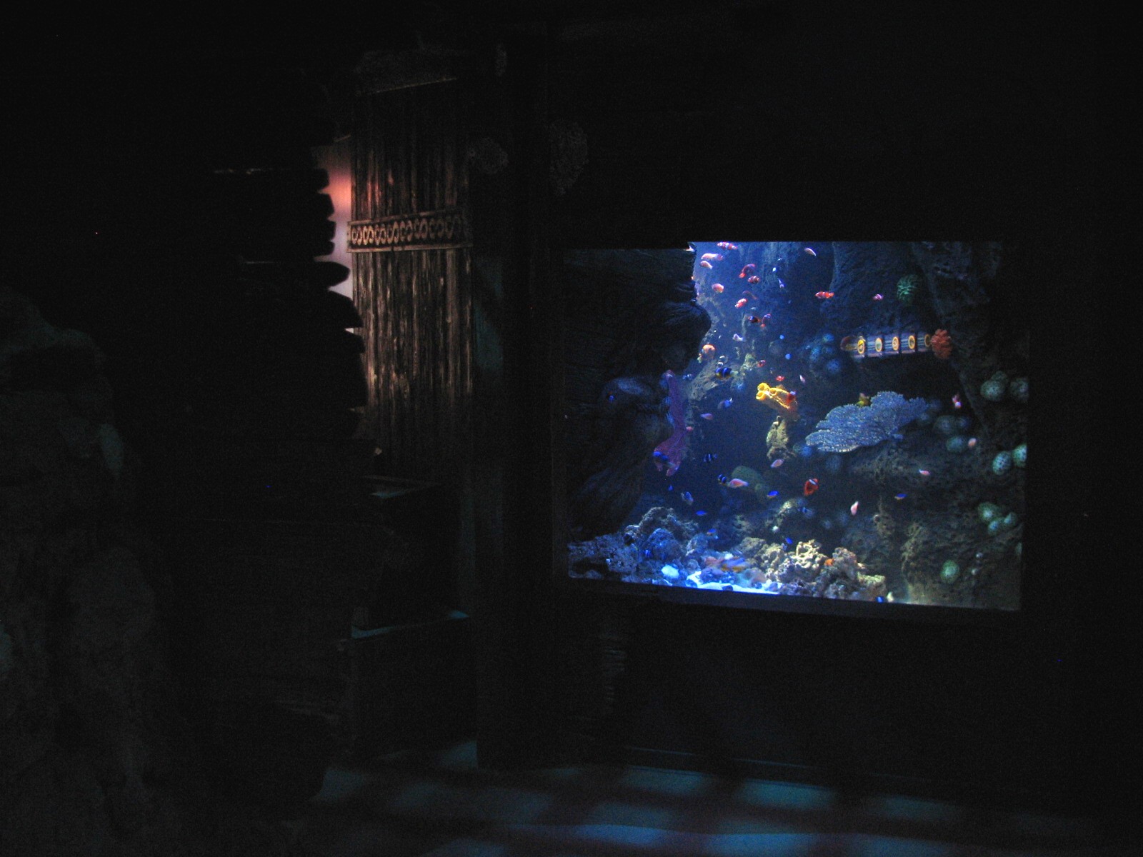 Shipwreck - Clown Fish Exhibit