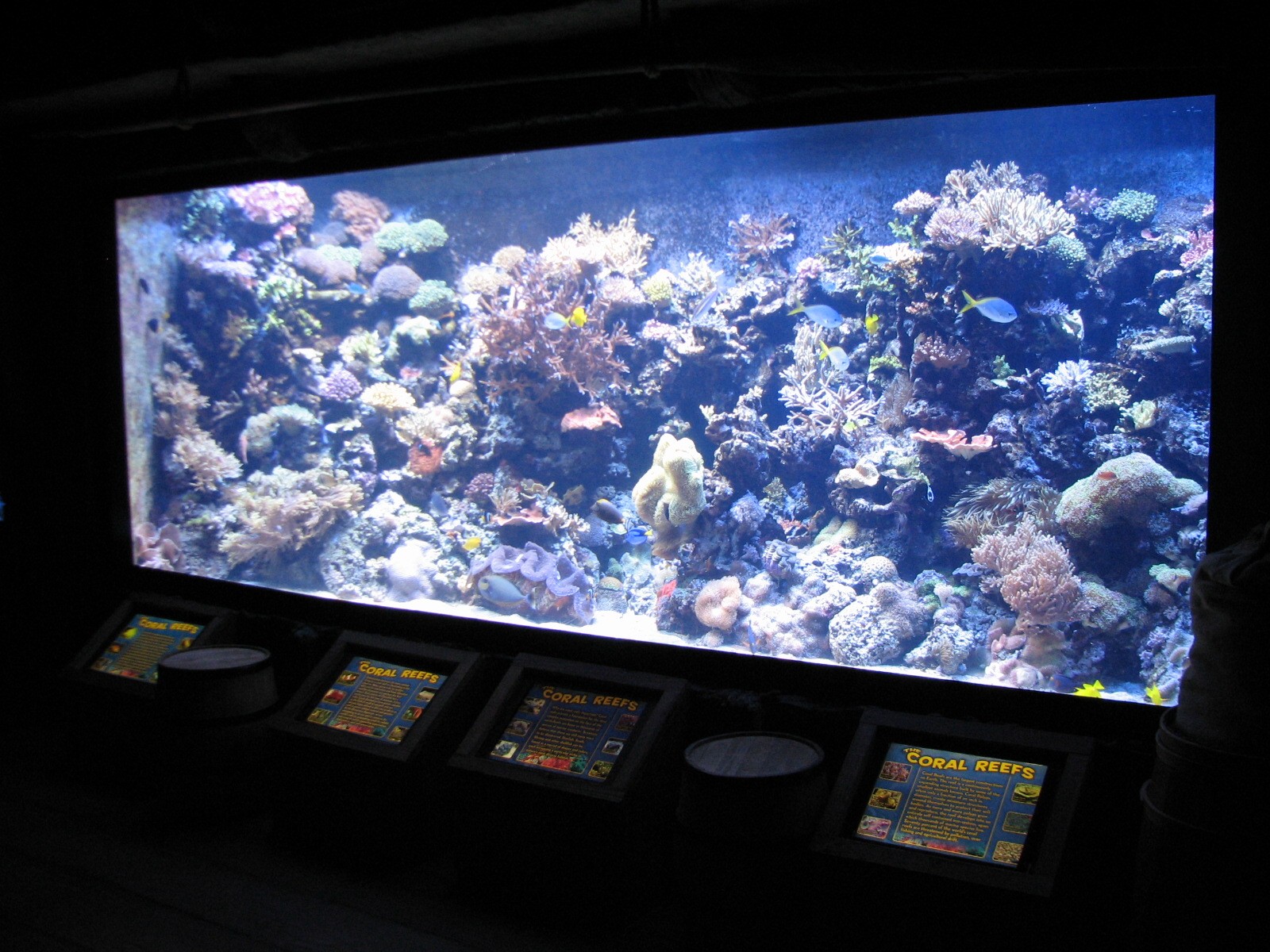 Shipwreck - Coral Reef Exhibit