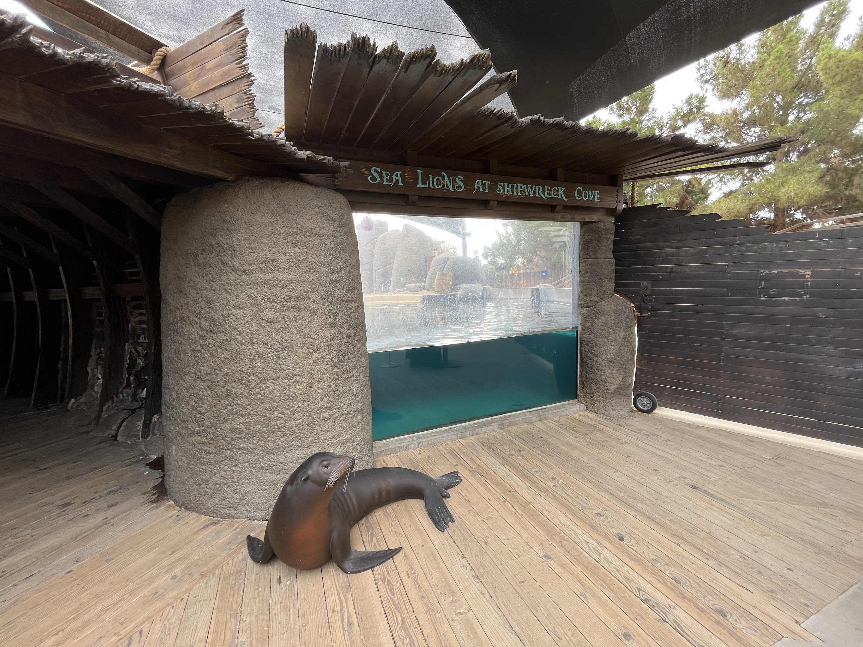 Shipwreck Cove - California Sea Lions