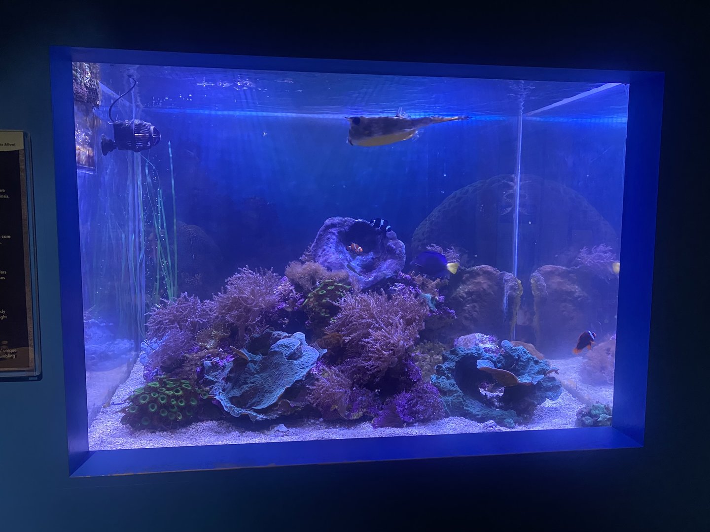 Shipwreck Cove - Coral Reef Tank