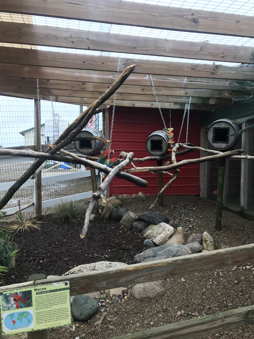 Shipwreck Cove- Green-Winged Macaw Exhibit