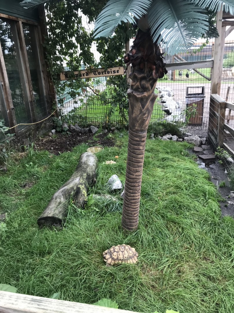 Shipwreck Cove- Leopard Tortoise Exhibit