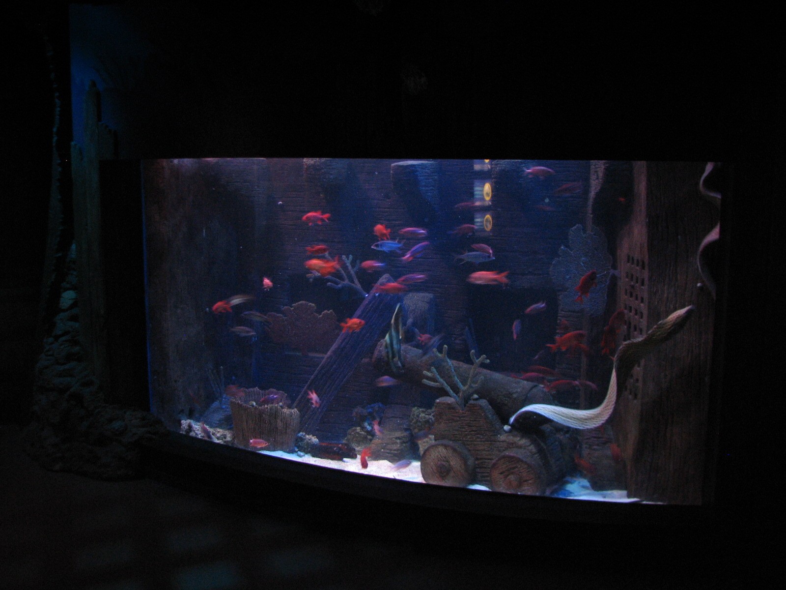 Shipwreck - Eel Exhibit