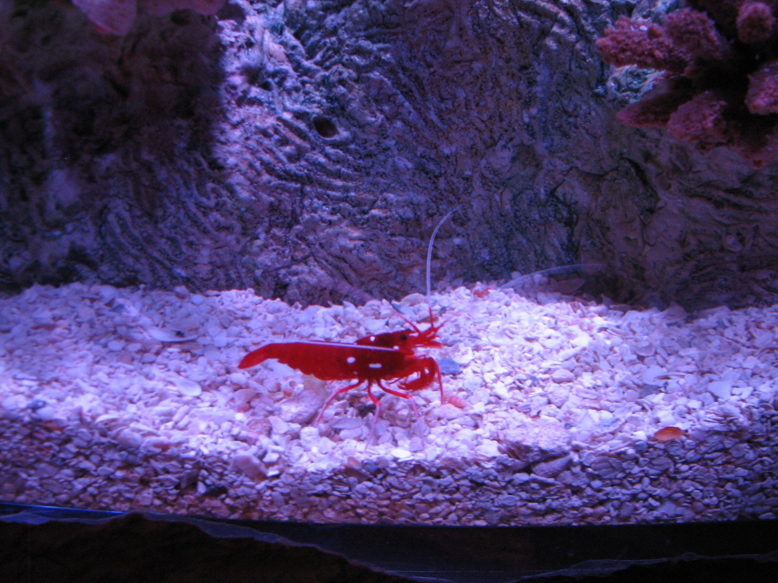 Shipwreck - First Exhibit - Blood Shrimp