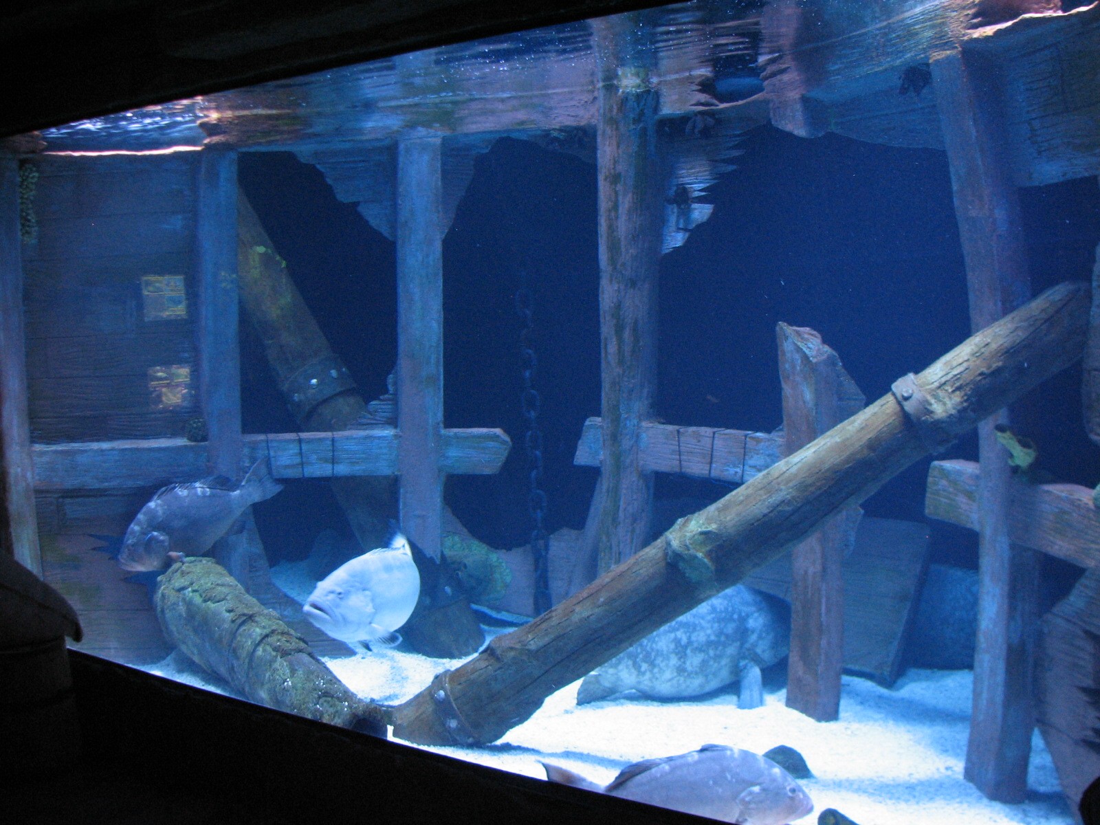 Shipwreck - Grouper Exhibit