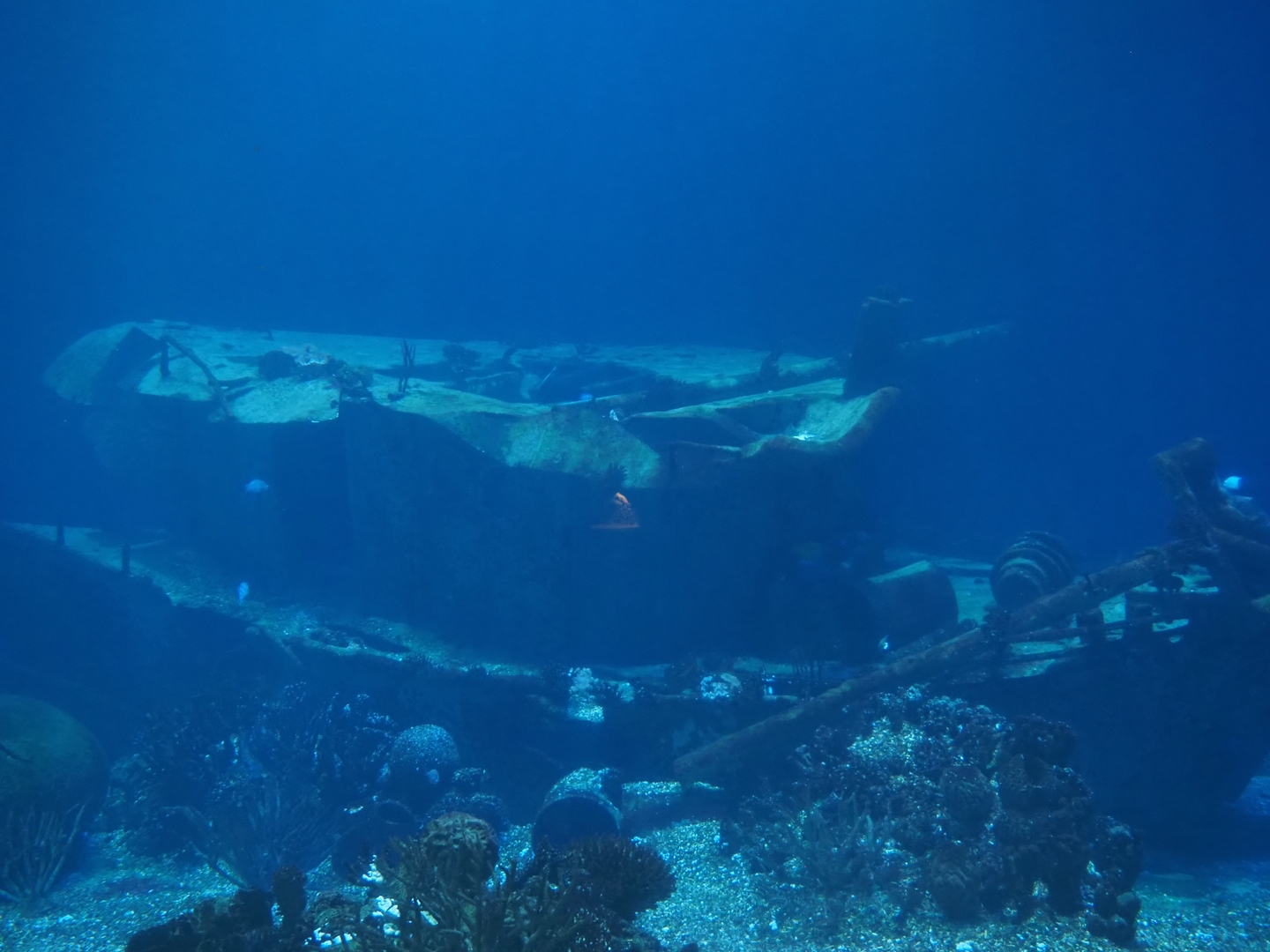 Shipwreck in the big shark and large fish tank, 2025-05-17