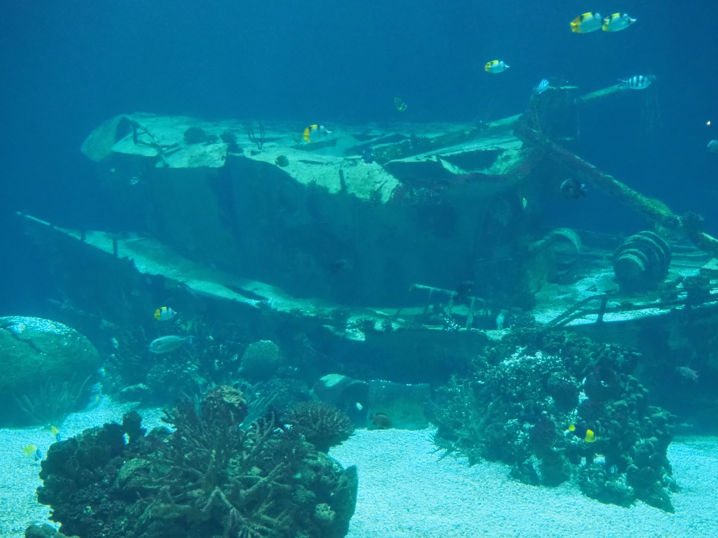 Shipwreck in the open ocean shark tank (Sep 16th, 2018)