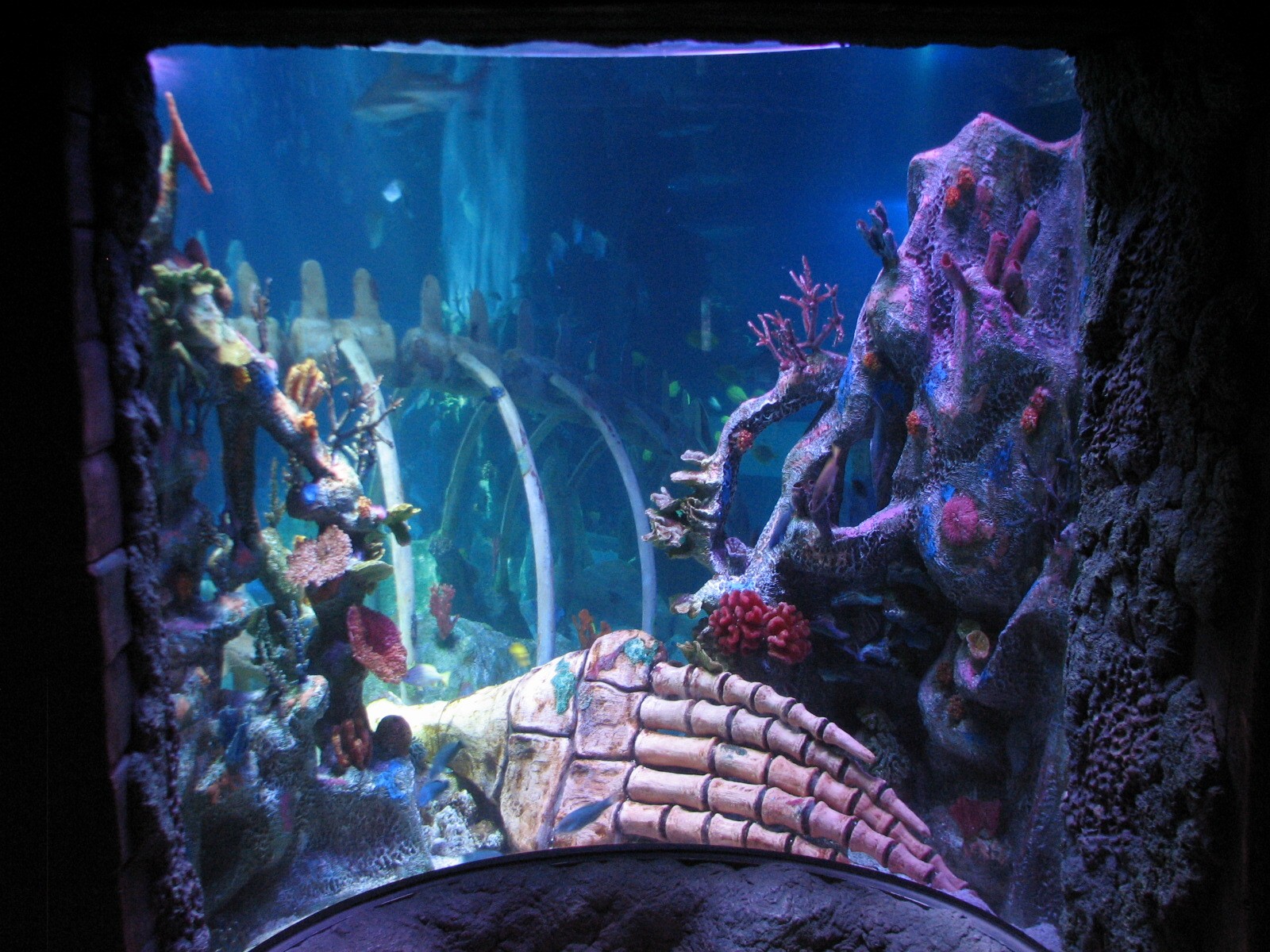 Shipwreck - Ocean Exhibit Preview